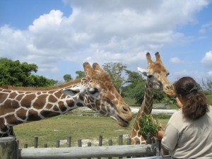 giraffes-69141_1280